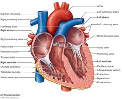 Heart valves and their locations