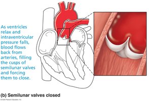 Semilunar valves closed
