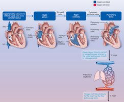 Pulmonary circuit pathway