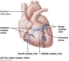 Major cardiac veins
