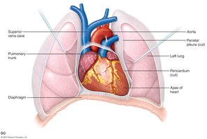 Heart location in mediastinum