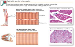 Fast-twitch and slow-twitch muscle fibers comparison