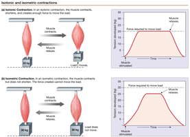 Isotonic and isometric muscle contractions