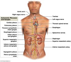 Autonomic plexuses and ganglia