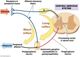 Visceral reflexes