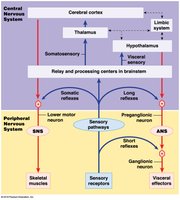 Comparison of somatic and autonomic function
