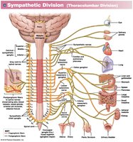 Sympathetic division diagram