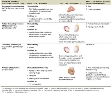 Summary table of anterior pituitary hormones, regulation, targets, and effects