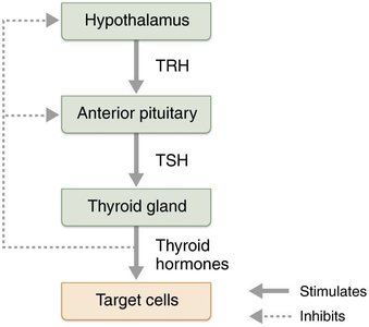 Thyroid hormone regulation feedback loop