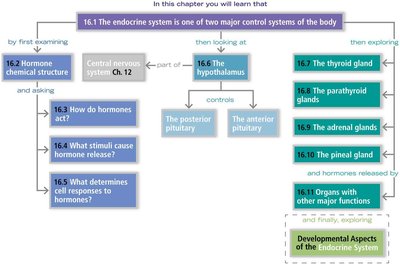 Endocrine system chapter overview flowchart