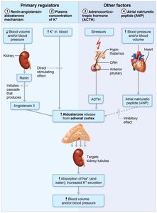 Regulation of aldosterone secretion