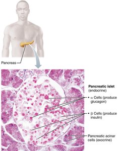 Pancreatic islet histology and cell types
