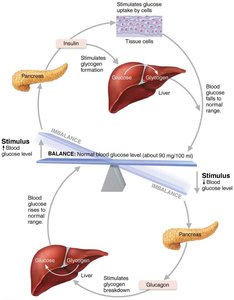 Blood glucose regulation by insulin and glucagon