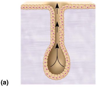 Exocrine gland structure