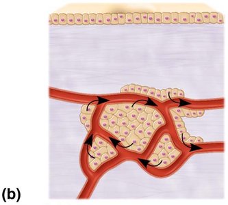 Endocrine gland structure