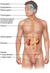 Major endocrine organs in the human body