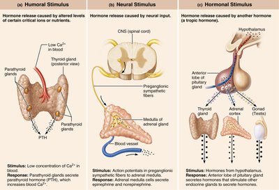Three types of endocrine gland stimuli: humoral, neural, hormonal
