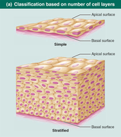 Classification based on number of cell layers: simple vs. stratified.