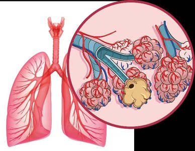 Lungs and alveoli structure