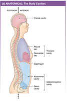 Body Cavities Diagram