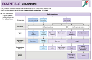 Cell Junctions Concept Map