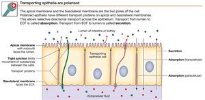 Transporting Epithelia Structure