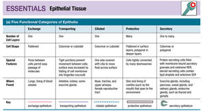 Categories of Epithelia Table