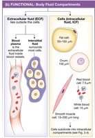 Body Fluid Compartments Diagram