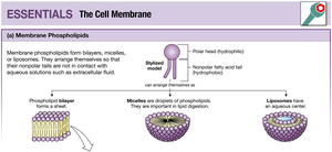 Phospholipid Structures: Bilayer, Micelle, Liposome