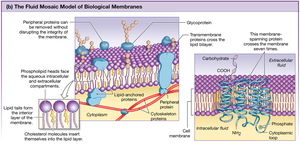 Fluid Mosaic Model of Biological Membranes