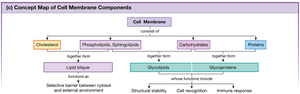Concept Map of Cell Membrane Components