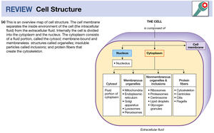Cell Structure Overview