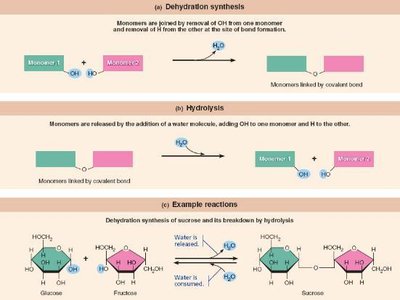 Dehydration synthesis and hydrolysis