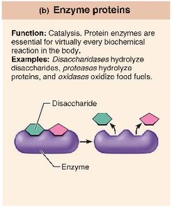 Enzyme proteins