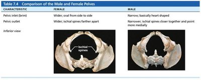Comparison of the Male and Female Pelves, inferior view