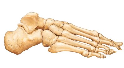 Bones of the right foot, lateral view
