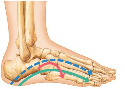 Arches of the foot