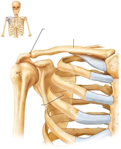 The pectoral girdle with articulating bones