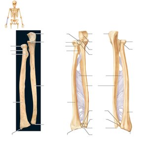 Radius and ulna of the right forearm