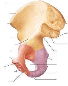 Hip (coxal) bone, medial view