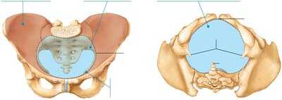 Female true and false pelves