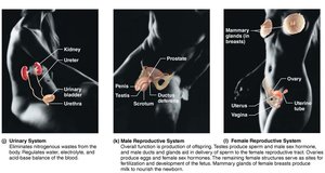 organ systems overview diagram