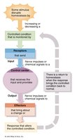 feedback loop flowchart