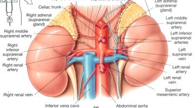 Anatomy of the kidneys and associated blood vessels