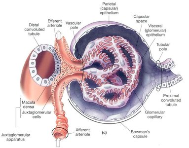 Juxtaglomerular apparatus showing macula densa and JG cells