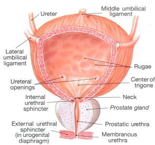 Labeled diagram of the urinary bladder and associated structures