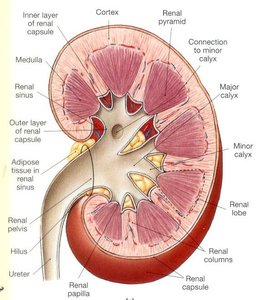 Labeled cross-section of the kidney showing cortex, medulla, pyramids, calyces, and pelvis