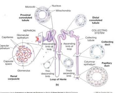Detailed diagram of the nephron and associated blood vessels