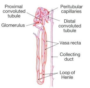 Diagram of nephron showing loop of Henle, vasa recta, and associated structures