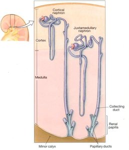 Comparison of cortical and juxtamedullary nephrons